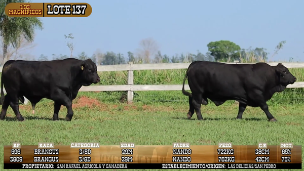 Lote LOTE 137