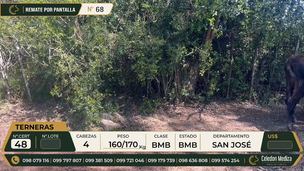 Lote 4 Terneras en Colonia