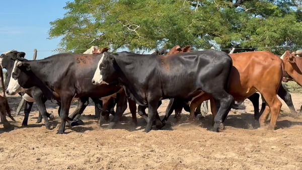 Lote 75 Novillos