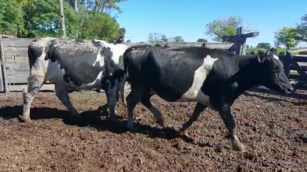 Lote Vaquillonas Preñadas - Cristian Perren