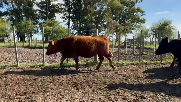 Lote 30 Vaquillonas C/ gtia de preñez