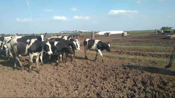 Lote 58 NOVILLITOS HOLANDO ARGENTINO EN MORTEROS, CORDOBA