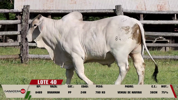 Lote LOTE 40