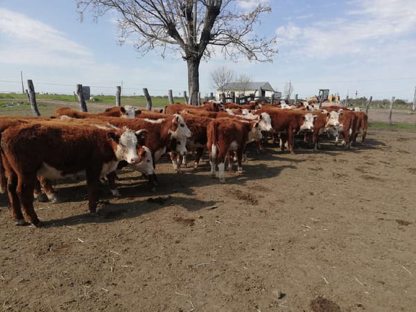 Lote 70 Terneros en Federal, Entre Ríos