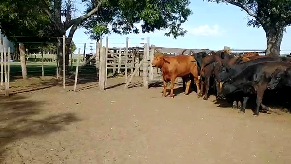 Lote 50 Terneras en Bolívar, Buenos Aires
