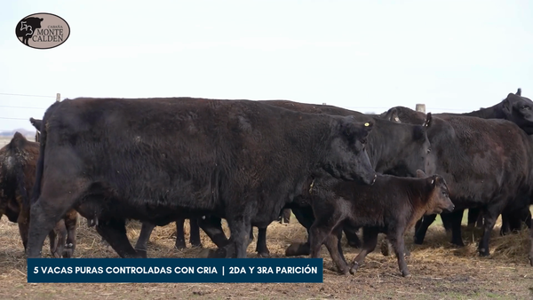 Lote MONTE CALDEN | 5 vacas puras controladas 2da y 3era parición