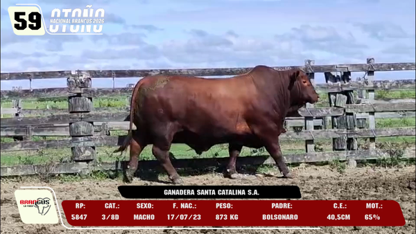 Lote LOTE 59 -DE CAMPO