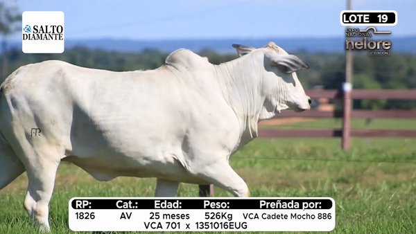 Lote Nacional Nelore Campo - Lote 19