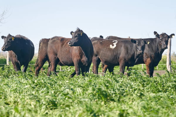 Lote "ME KEN" VAQUILLAS P.C Con Servicio