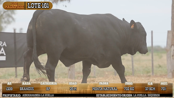 Lote LOTE 161 - VIVO