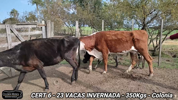 Lote 25 Vacas de Invernada en Carmelo, Colonia