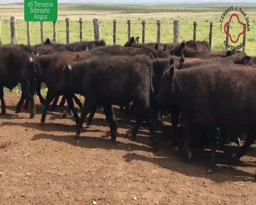 Lote 65 Teneros Sobre año Angus