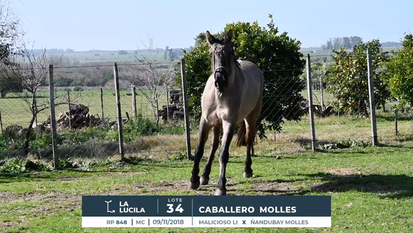 Lote CABALLERO MOLLES