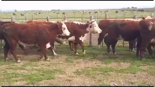 Lote 35 VC. DE INVERNADA, CNEL. SUAREZ, PCIA. DE BS. AS.