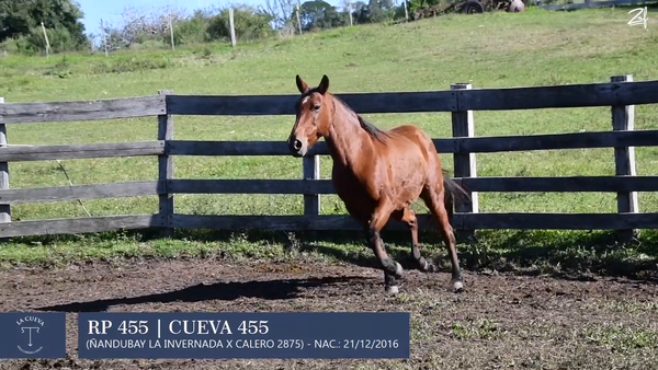 Lote Yegua de andar