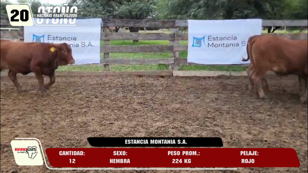 Lote LOTE 20