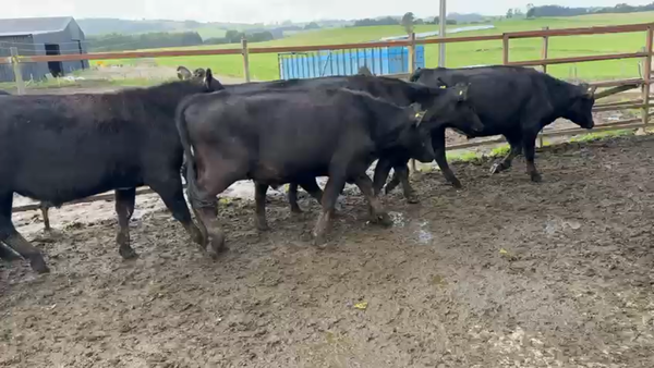Lote 40 Novillo Engorda en Los Muermos, X Región Los Lagos