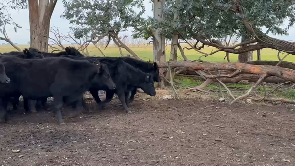Lote 40 Novillitos en Olavarría