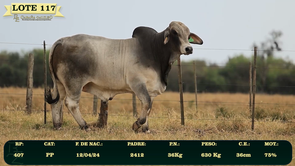 Lote LOTE 117