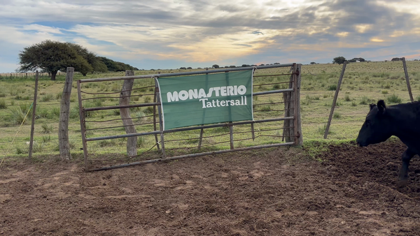 Lote 50 Vacas de invernar