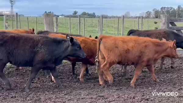 Lote 64 Terneros/as en Cañuelas, Buenos Aires