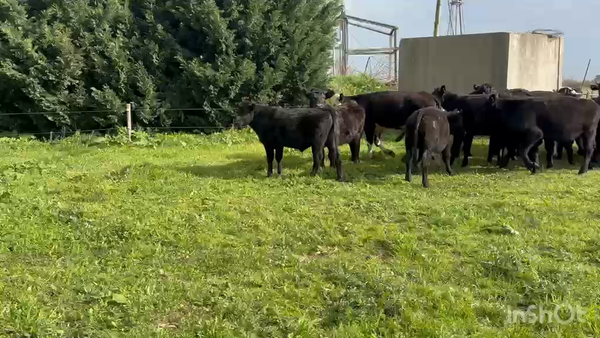 Lote 24 Novillitos