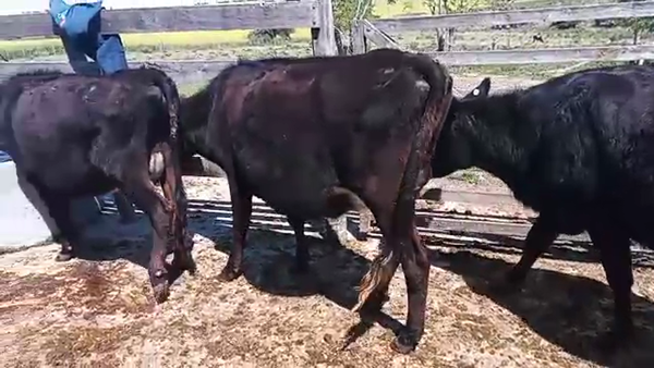 Lote 3 Vaquillonas 1 a 2 años KIWI 350kg - , San José