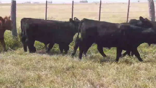 Lote 105 TERNS MACHOS,  RAUCH, PCIA. DE BS. AS.