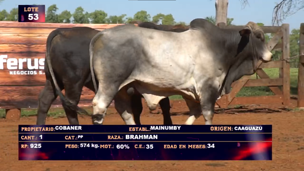 Lote COBANER SA  LOTE 53