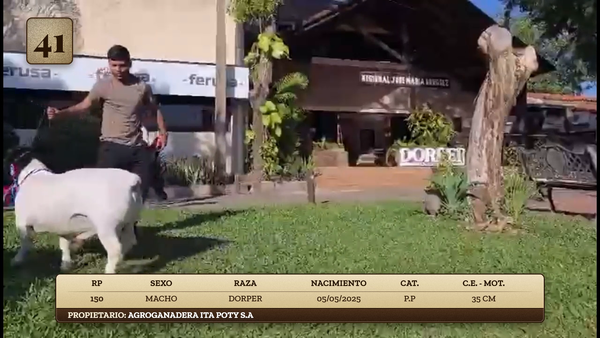 Lote LOTE 41