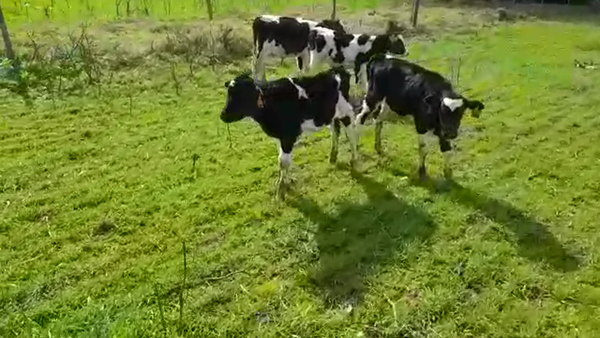 Lote 5 Terneros HOLANDO, San José