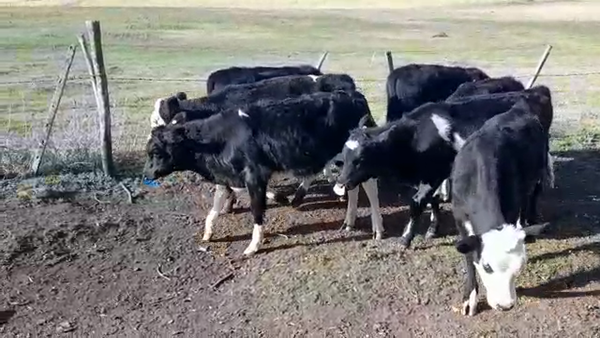Lote TERNEROS/AS