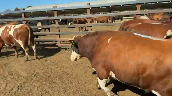 Lote 20 Novillo Gordo en Los Ángeles, VIII Región Biobío