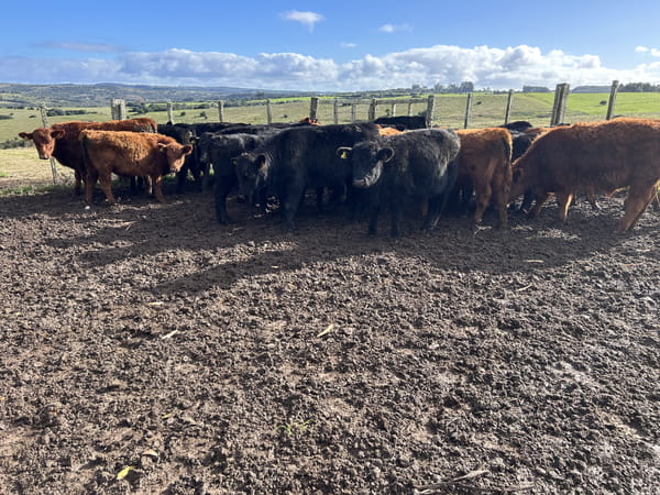 Lote Terneros