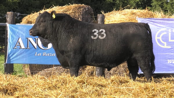 Lote TOROS ANGUS PURO CONTROLADO