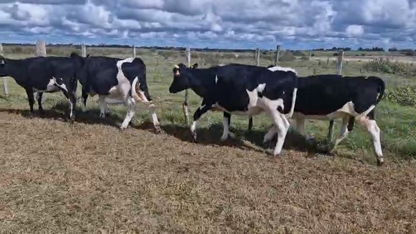 Lote 4 Vaquillonas , San José