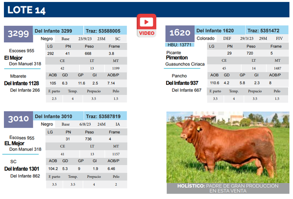 Lote Lote 14