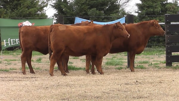 Lote VAQ.  ANGUS PC COLORADAS PREÑADAS PARICION PRIMAVERA
