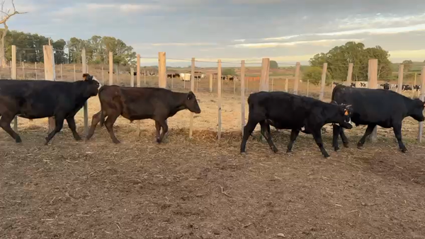 Lote NOVILLOS 1 a 2 AÑOS