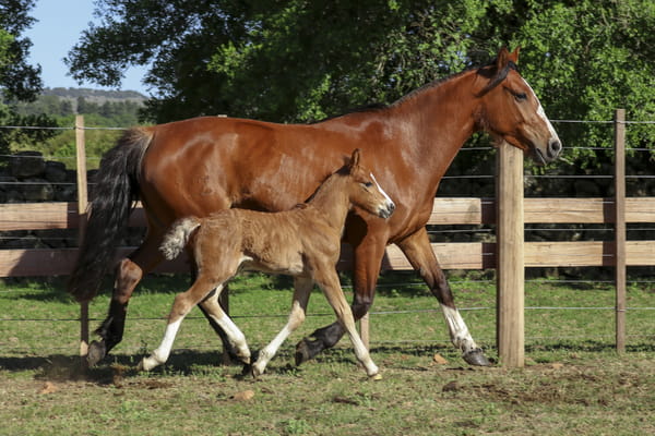 Lote AGUAS CLARAS MARIA PAZ