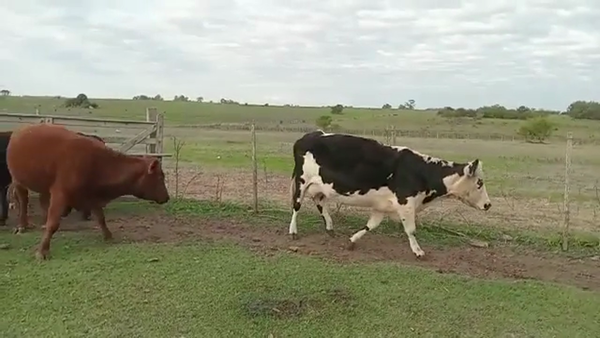 Lote VACAS GORDAS