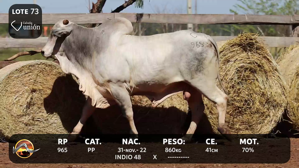 Lote LOTE 73