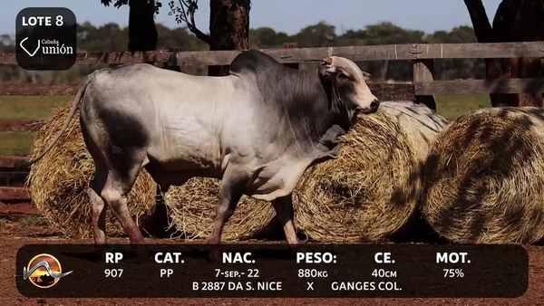 Lote LOTE 8