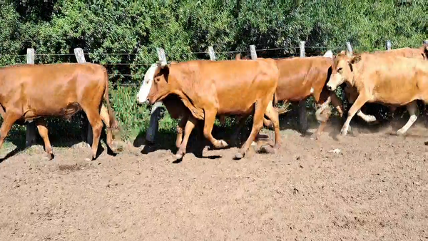 Lote 66 Novillos en Corrientes, Mercedes