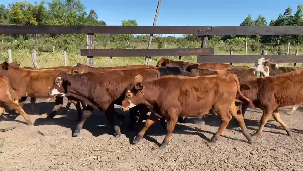 Lote 80 Terneros/as en Bella Vista, Corrientes