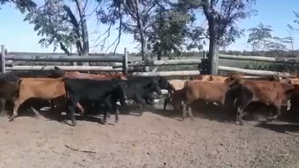 Lote 104 Terneros/as en Gral. Lucio V. Mansilla, Formosa