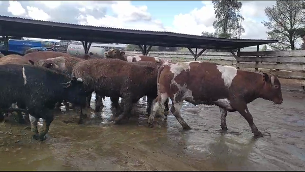 Lote 40 Novillo Gordo en Los Ángeles, VIII Región Biobío