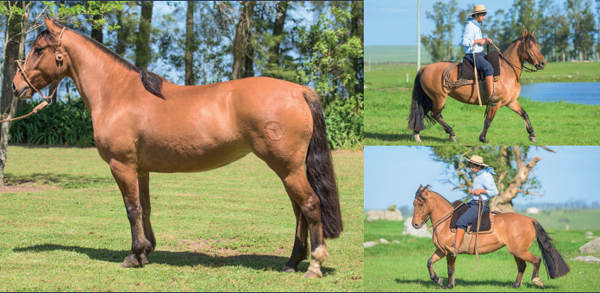 Lote EL GAVILÁN NUMANCIA