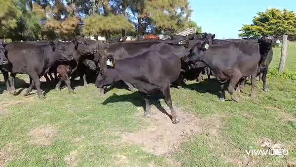 Lote 21 Vacas CUT preñadas