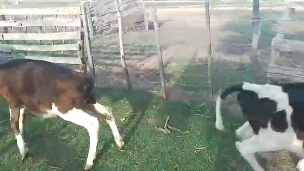 Lote 13 Terneros Holando